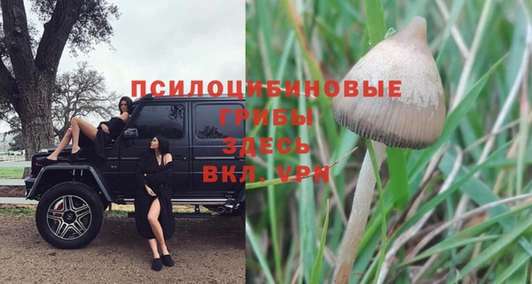 хмурый Аркадак